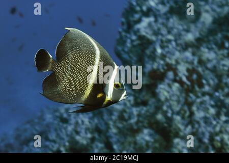 Französischer Engelfisch (juvenile) - Pomacanthus paru Stockfoto