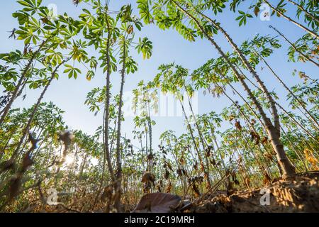 Tapioca Bauernhof, Kartoffelfarm, Tapioca Plantage Wachstum. Farm und Landwirtschaft Gemüse Konzept. Stockfoto