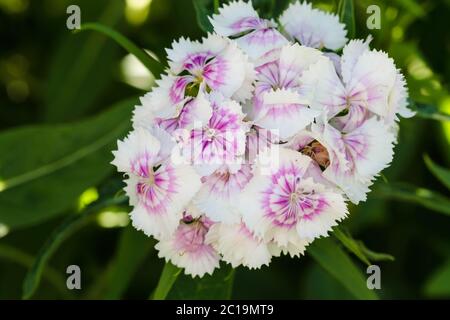 Die kleine rosa und while blüht von dieser Sweet William Wildblume produziert Stockfoto