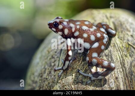 Marañón Giftfrosch - Excidobates mysteriosus Stockfoto