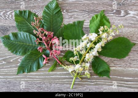 Rote und Weiße Kastanie Stockfoto