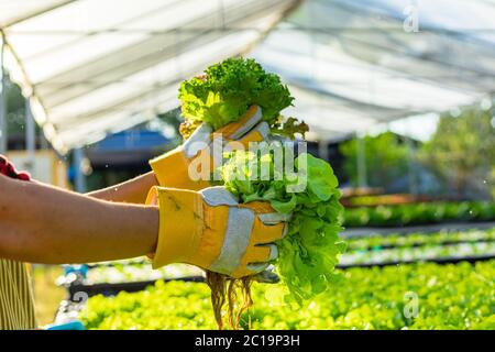 Farmer Ware landwirtschaftlichen Handschuhe halten Gemüse auf hydroponic Bauernhof und beobachten Wachstum Gemüse akribisch vor dem Kunden geliefert. Organi Stockfoto