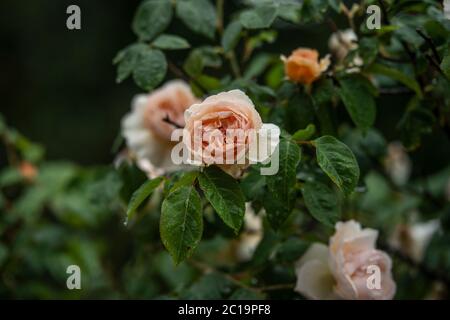 floribunda duftende Rosen Stockfoto