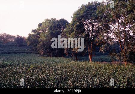 Plantagenfeld des seltenen gelben Junshan Yinzhen Tees buchstäblich Silbernadel Tee auf der Junshan dao Insel in der Mitte des Dong Ting Sees, einem Flutbecken des Yangtze Flusses in der Provinz Hunan China Stockfoto