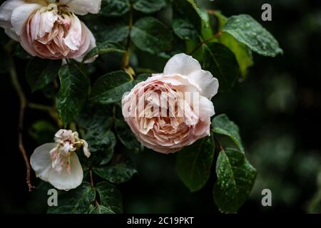 floribunda duftende Rosen Stockfoto