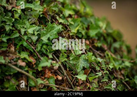 Efeu Pflanze Stockfoto