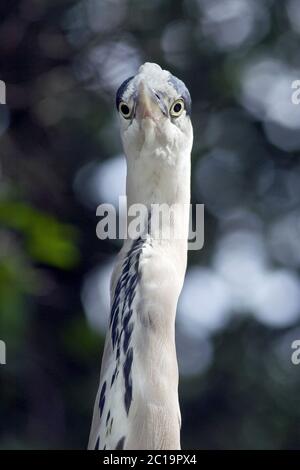 Graureiher - Ardea cinerea Stockfoto