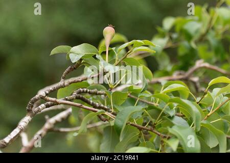 Birne auf einem Birnenbaum Stockfoto