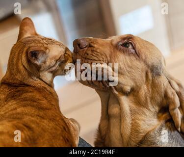Welpe treffen Katze zum ersten Mal Stockfoto