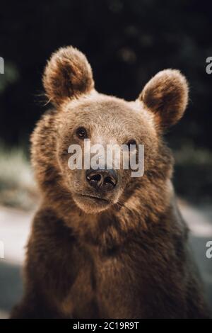 Wildbrauner Bär Poartrait gefangen in Siebenbürgen, Rumänien. Stockfoto