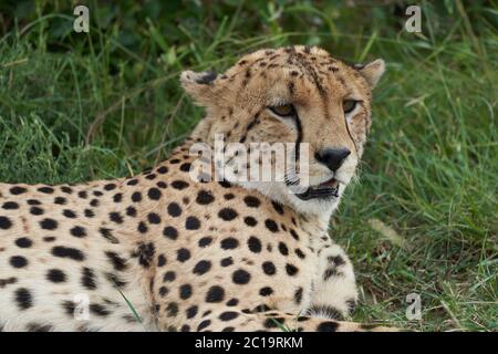 Geparden Brothers Afrika Safari Masai Mara Portrait Stockfoto