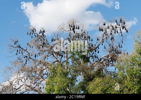Kolonie von großen fliegenden Fuchsfliegern / Flughunde (Pteropus alecto) verursacht Schäden an Bäumen in Lissner Park, Charters Towers, Australien Stockfoto