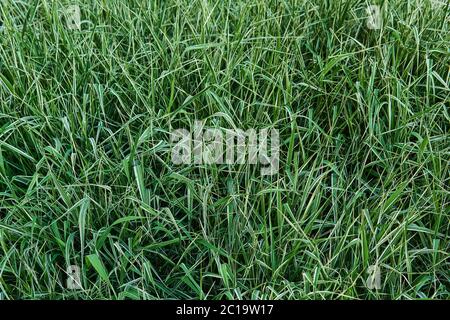 Natürlicher Hintergrund - Rasen von buntem phalaris Band Gras mit weißen Streifen auf Blättern Stockfoto