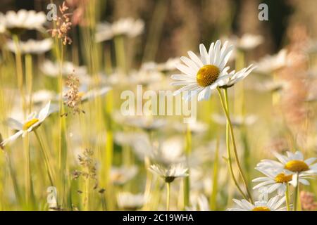 Gänseblümchen auf einer Frühlingswiese bei Sonnenaufgang Stockfoto