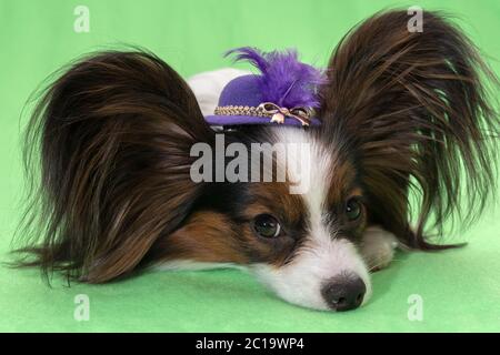 Schöne junge Continental spaniel Papillon in einen Hut mit Federn auf grünem Hintergrund Stockfoto