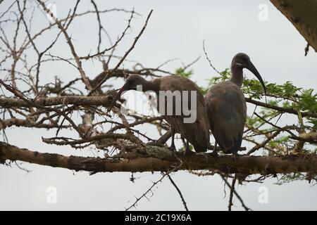 Hada ibis Bostrychia hagedash auch Hadada Subsahara Afrika Kenia genannt Stockfoto