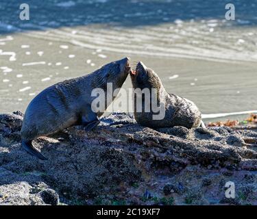 Jungtiere Neuseeländer Pelzrobben spielen am Wharariki Beach, Golden Bay, Neuseeland. Stockfoto