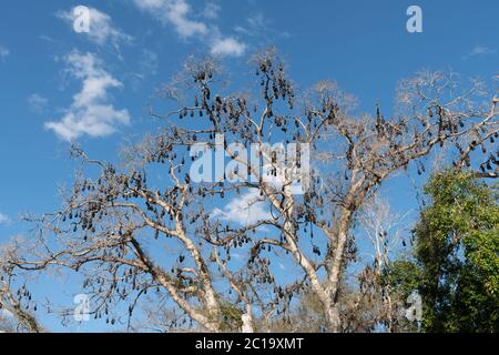 Kolonie von großen fliegenden Fuchsfliegern / Flughunde (Pteropus alecto) verursacht Schäden an Bäumen in Lissner Park, Charters Towers, Australien Stockfoto