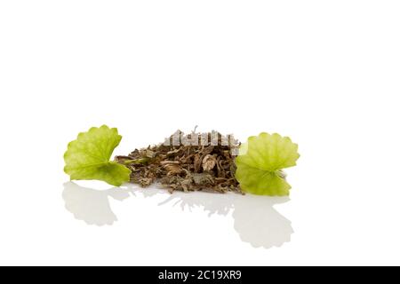 Pflanzliche Heilmittel Gotu Kola. Stockfoto