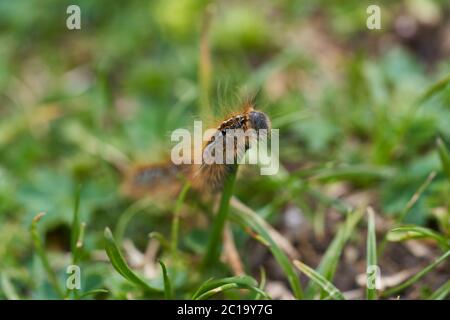 Malacosoma castrense castrensis Boden Lackey Lasiocampidae Makro Porträt Stockfoto