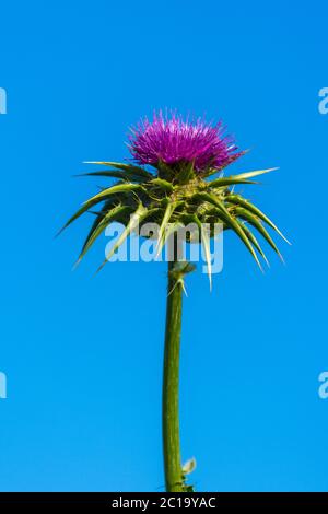 Blühende Milchdistel (Silybum marianum). Stockfoto