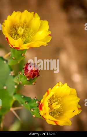 Gelbe Blumen von einem blühenden Kaktus Stockfoto