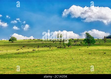 Kuhherde auf der Grünen sonnige Wiese mit frischem Gras. Stockfoto