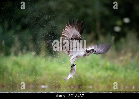 Ein westlicher Fischadler (Pandion haliaetus) jagt Forellen, um seine Küken zu füttern, an einem See in Schottland. Stockfoto