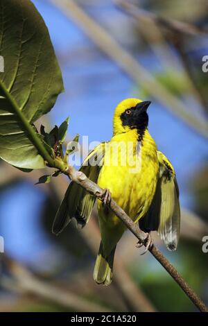 Dorfweber (Männchen) - Ploceus cucucullatus Stockfoto