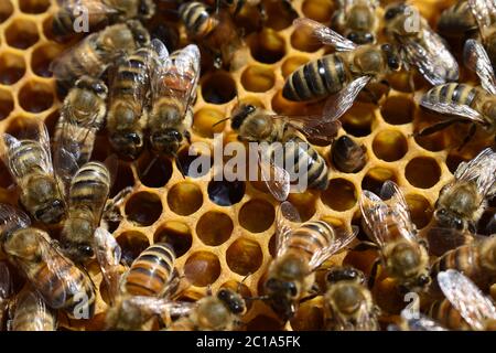Bienen im Bienenstock sammeln Honig und Pollen für ihre Nachkommen, Bienenzucht mit Honigbienen Stockfoto
