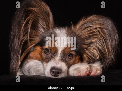 Schöne junge Rüde Continental Toy Spaniel Papillon auf schwarzem Hintergrund Stockfoto