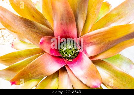 Draufsicht auf Bromeliad. Nahaufnahme der Bromeliadblume in einem Bauernhof. Bromeliad ist eine tropische Pflanze. Stockfoto