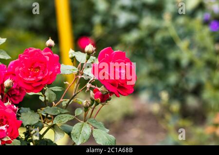 Nahaufnahme einer roten Rose in einem isolierten Garten. Stockfoto