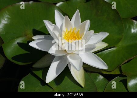 Schöne weiße Wasserrose, eine Wasserblühende Pflanze, auch Wasserlilie oder weiße Nenuphar genannt Stockfoto