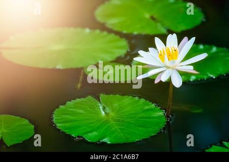 Schöne rosa Seerose in einem botanischen Garten Stockfoto