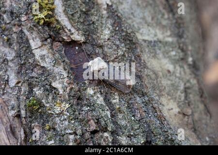 Bustelschfalter (Agrotis puta) Stockfoto