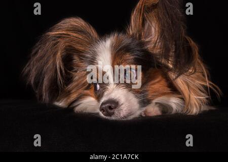 Schöne junge Rüde Continental Toy Spaniel Papillon auf schwarzem Hintergrund Stockfoto