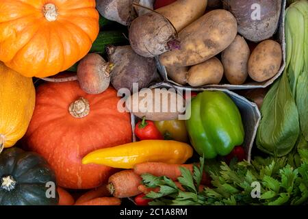 Frisches Bio-Obst und Gemüse sofort frisch Bio-Obst und Gemüse. Verschiedene Arten von Kürbissen. Vielfalt der Natur nach der Ernte. Bündel von frischen grünen Blättern. Verschiedene Arten von Kürbissen. Vielfalt der Natur. Bananen, Fenchel, Zwiebeln, Gurken, Tomaten, Kirschtomaten. Zwiebeln, Rüben, Kartoffeln, Pfirsiche, Bok Choy, Erdbeeren, pakistanische Erdbeeren, Schärpe, Birne, Apfel, Fenchel, Sellerie, Paprika aller Art. Stockfoto
