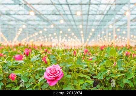 Industrielles Wachstum von rosa Rosen in einem niederländischen Gewächshaus Stockfoto