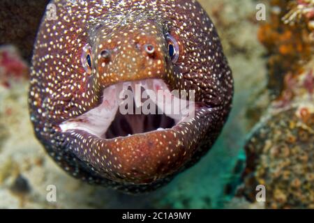 Putenmoränen - Gymnothorax meleagris Stockfoto