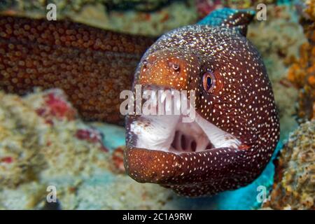 Putenmoränen - Gymnothorax meleagris Stockfoto