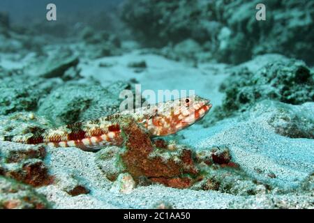 Lizardfish - Synodus sp. Stockfoto