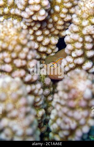 Bogenauge-Falkenfisch (in Korallen versteckt) - Paracirrhites arcatus Stockfoto