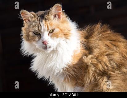 Sibirische Katze isoliert auf schwarzem Hintergrund Stockfoto