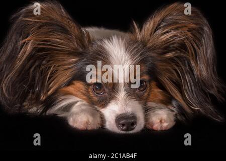 Schöne junge Rüde Continental Toy Spaniel Papillon auf schwarzem Hintergrund Stockfoto