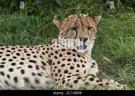 Geparden Brothers Afrika Safari Masai Mara Portrait Stockfoto