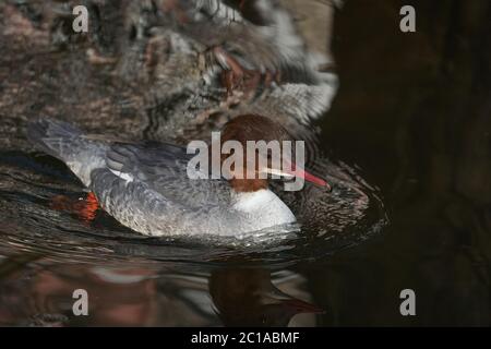 Gemeiner Merganser goosander Mergus merganser seaduck Portrait Stockfoto