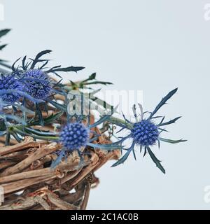 Blaue Blumen eryngium in einem Nest aus Zweigen Stockfoto