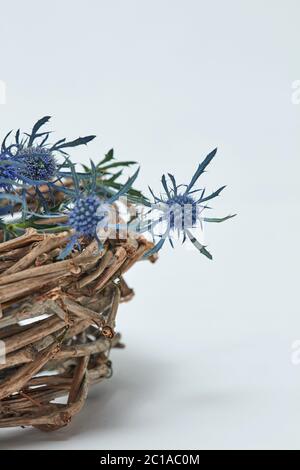 Blaue Blumen Der eryngium in einem Korb von Zweigen Stockfoto