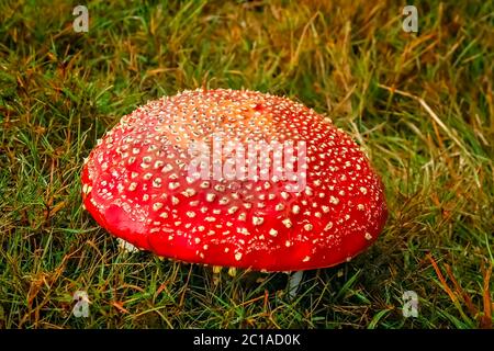 Amanita muscaria Rote giftige Pilze Stockfoto